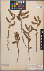 Foto von Salix cinerea L.